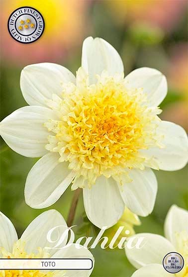 Dahlia Anemone Toto - Svedberga Plantskola AB - Köp växter Online med hemleverans.