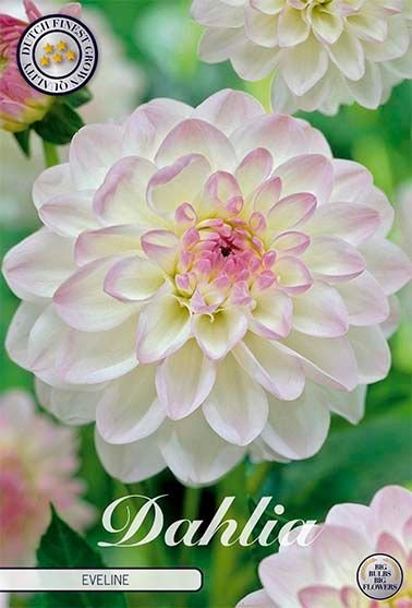 Dahlia Boll Eveline - Svedberga Plantskola AB - Köp växter Online med hemleverans.