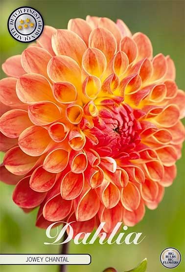 Dahlia Boll Jowey Mirella (Nyhet) - Svedberga Plantskola AB - Köp växter Online med hemleverans.