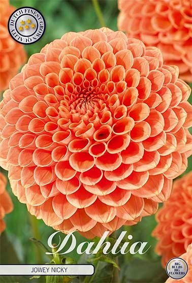 Dahlia Boll Jowey Nicky (Nyhet) - Svedberga Plantskola AB - Köp växter Online med hemleverans.