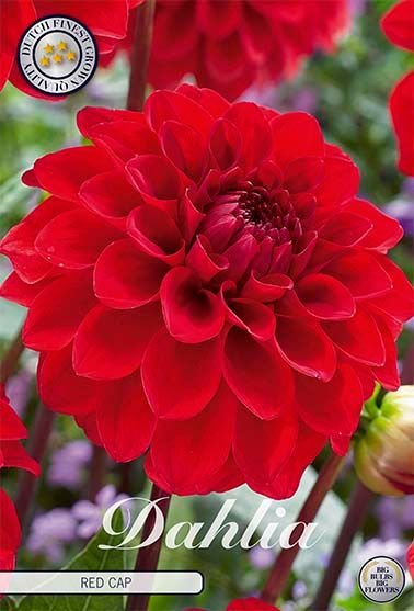 Dahlia Boll Red Cap - Svedberga Plantskola AB - Köp växter Online med hemleverans.