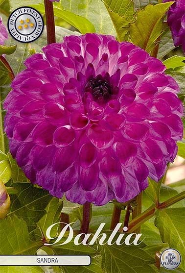 Dahlia Boll Sandra - Svedberga Plantskola AB - Köp växter Online med hemleverans.