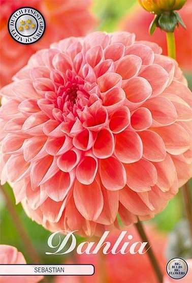 Dahlia Boll Sebastian (Nyhet) - Svedberga Plantskola AB - Köp växter Online med hemleverans.