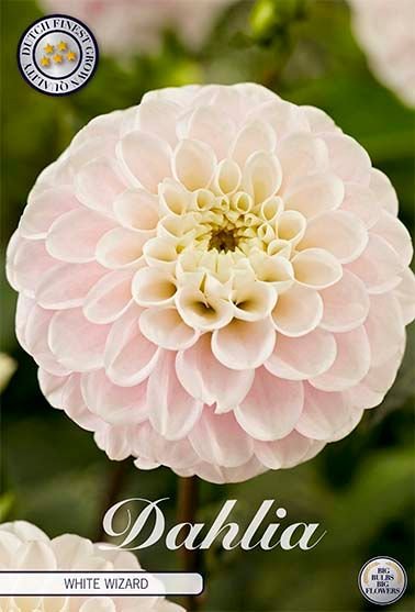 Dahlia Boll White Wizard - Svedberga Plantskola AB - Köp växter Online med hemleverans.