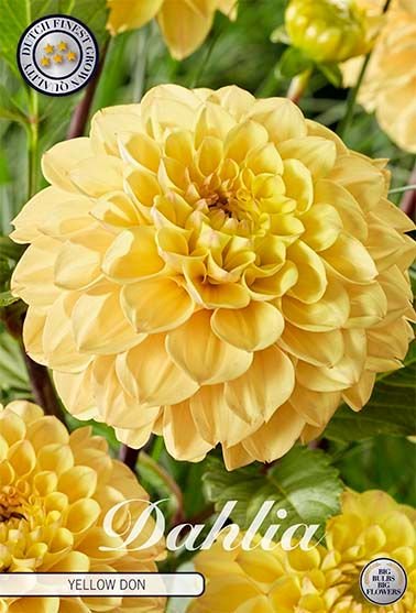 Dahlia Boll Yellow Don - Svedberga Plantskola AB - Köp växter Online med hemleverans.