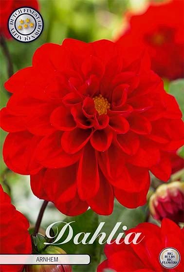 Dahlia Border Arnhem - Svedberga Plantskola AB - Köp växter Online med hemleverans.