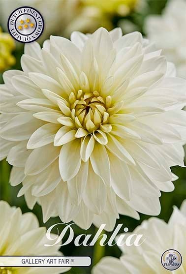 Dahlia Border Art Fair - Svedberga Plantskola AB - Köp växter Online med hemleverans.