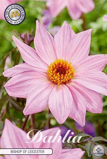 Dahlia Border Bishop of Leicester - Svedberga Plantskola AB - Köp växter Online med hemleverans.