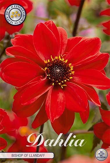 Dahlia Border Bishop of Llandaff - Svedberga Plantskola AB - Köp växter Online med hemleverans.