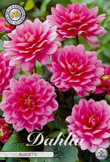 Dahlia Border Bluesette - Svedberga Plantskola AB - Köp växter Online med hemleverans.