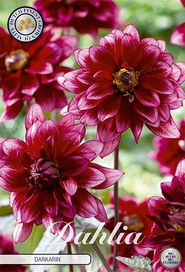 Dahlia Border Darkarin - Svedberga Plantskola AB - Köp växter Online med hemleverans.