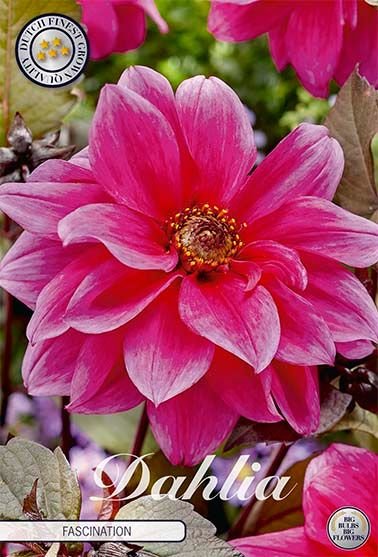 Dahlia Border Fascination - Svedberga Plantskola AB - Köp växter Online med hemleverans.