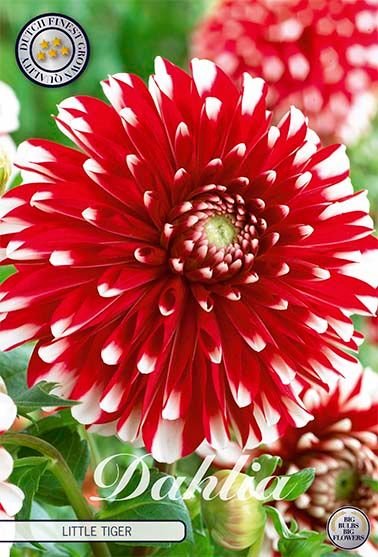 Dahlia Border Little Tiger - Svedberga Plantskola AB - Köp växter Online med hemleverans.