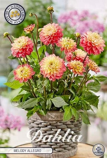 Dahlia Border Melody Allegro (Nyhet) - Svedberga Plantskola AB - Köp växter Online med hemleverans.