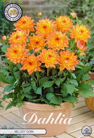 Dahlia Border Melody Dora (Nyhet) - Svedberga Plantskola AB - Köp växter Online med hemleverans.