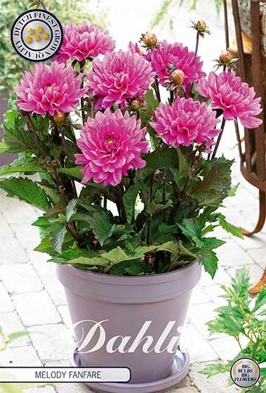 Dahlia Border Melody Fanfare (Nyhet) - Svedberga Plantskola AB - Köp växter Online med hemleverans.