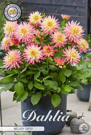 Dahlia Border Melody Gipsy (Nyhet) - Svedberga Plantskola AB - Köp växter Online med hemleverans.