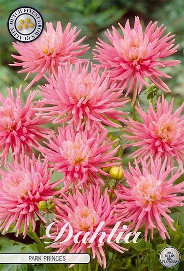 Dahlia Border Park Princes - Svedberga Plantskola AB - Köp växter Online med hemleverans.