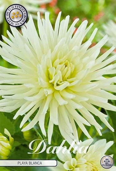 Dahlia Border Playa Blanca - Svedberga Plantskola AB - Köp växter Online med hemleverans.