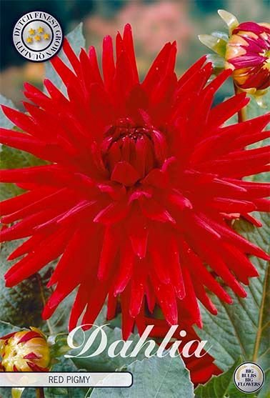 Dahlia Border Red Pigmy - Svedberga Plantskola AB - Köp växter Online med hemleverans.