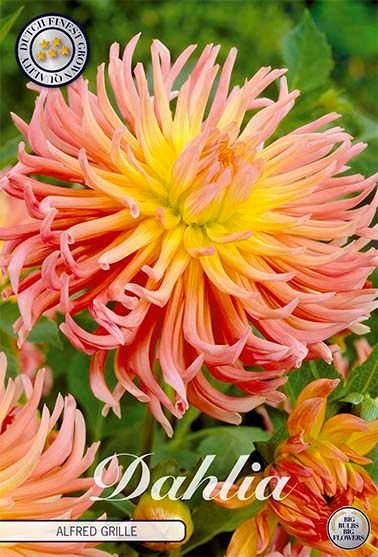 Dahlia Cactus Alfred Grille - Svedberga Plantskola AB - Köp växter Online med hemleverans.