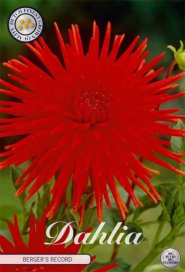 Dahlia Cactus Berger's Record - Svedberga Plantskola AB - Köp växter Online med hemleverans.