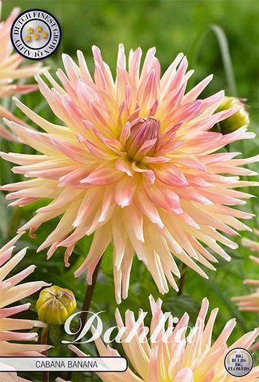 Dahlia Cactus Cabana Banana - Svedberga Plantskola AB - Köp växter Online med hemleverans.