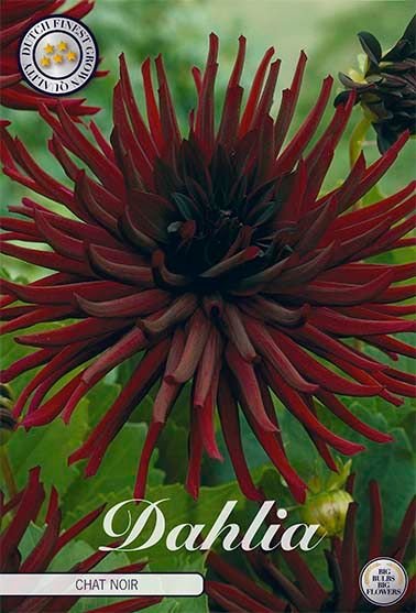 Dahlia Cactus Chat Noir - Svedberga Plantskola AB - Köp växter Online med hemleverans.