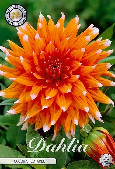 Dahlia Cactus Color Spectacle - Svedberga Plantskola AB - Köp växter Online med hemleverans.