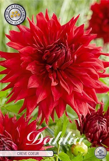 Dahlia Cactus Creve Coeur - Svedberga Plantskola AB - Köp växter Online med hemleverans.