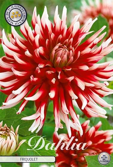 Dahlia Cactus Friquolet - Svedberga Plantskola AB - Köp växter Online med hemleverans.