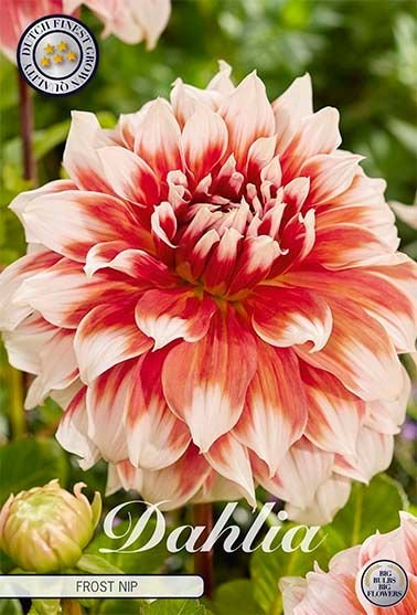Dahlia Cactus Frost Nip - Svedberga Plantskola AB - Köp växter Online med hemleverans.