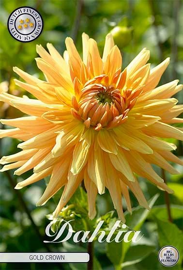 Dahlia Cactus Gold Crown - Svedberga Plantskola AB - Köp växter Online med hemleverans.