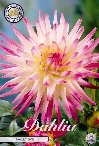Dahlia Cactus Hayley Jane - Svedberga Plantskola AB - Köp växter Online med hemleverans.