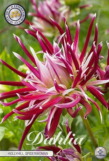 Dahlia Cactus Hollyhill Spiderwoman (Nyhet) - Svedberga Plantskola AB - Köp växter Online med hemleverans.