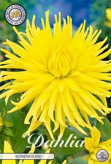 Dahlia Cactus Kennemerland - Svedberga Plantskola AB - Köp växter Online med hemleverans.