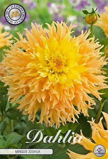 Dahlia Cactus Mingus Joshua - Svedberga Plantskola AB - Köp växter Online med hemleverans.