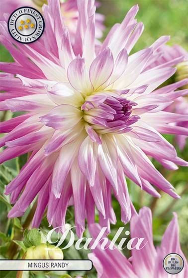 Dahlia Cactus Mingus Randy - Svedberga Plantskola AB - Köp växter Online med hemleverans.