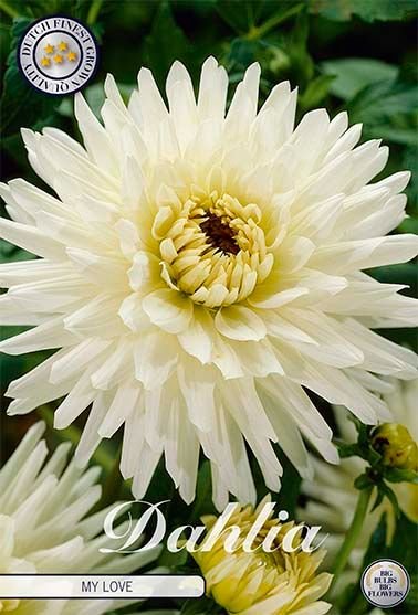 Dahlia Cactus My Love - Svedberga Plantskola AB - Köp växter Online med hemleverans.