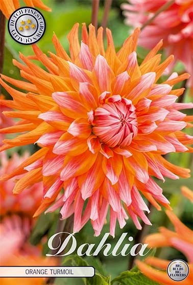 Dahlia Cactus Orange Turmoil - Svedberga Plantskola AB - Köp växter Online med hemleverans.