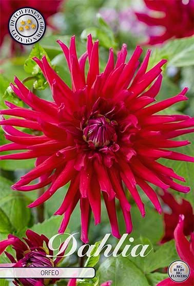 Dahlia Cactus Orfeo - Svedberga Plantskola AB - Köp växter Online med hemleverans.