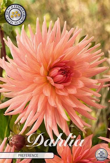 Dahlia Cactus Preference - Svedberga Plantskola AB - Köp växter Online med hemleverans.