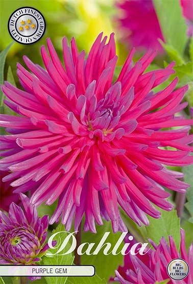 Dahlia Cactus Purple Gem - Svedberga Plantskola AB - Köp växter Online med hemleverans.