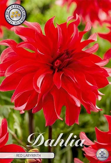 Dahlia Cactus Red Labyrinth - Svedberga Plantskola AB - Köp växter Online med hemleverans.