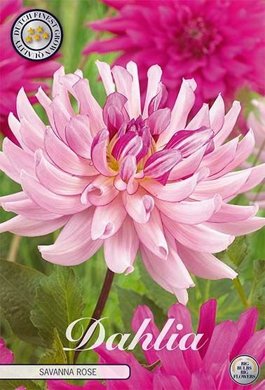 Dahlia Cactus Savanna Rose - Svedberga Plantskola AB - Köp växter Online med hemleverans.