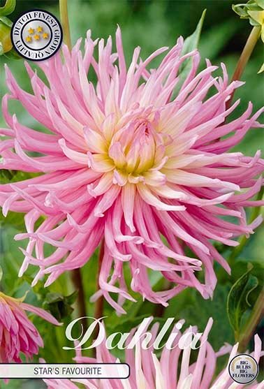 Dahlia Cactus Sir Alfred Ramsey - Svedberga Plantskola AB - Köp växter Online med hemleverans.