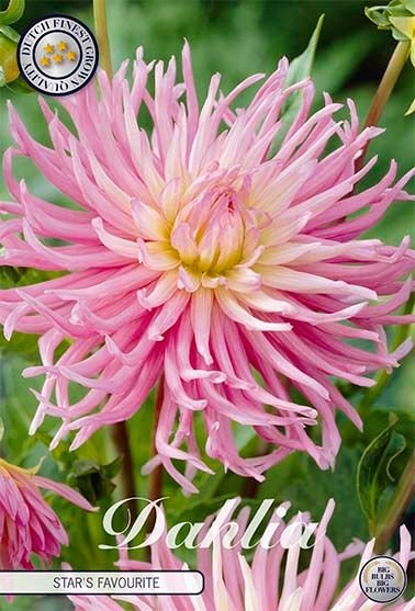 Dahlia Cactus Star's Favourite - Svedberga Plantskola AB - Köp växter Online med hemleverans.