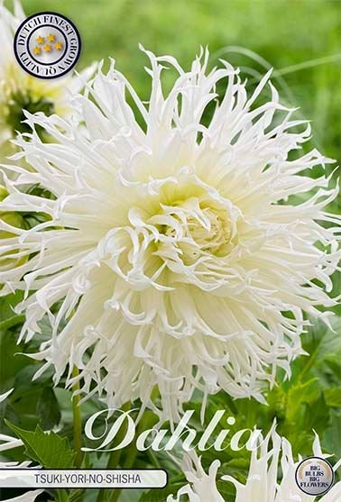 Dahlia Cactus Tsuki no Shisha - Svedberga Plantskola AB - Köp växter Online med hemleverans.