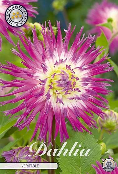 Dahlia Cactus Veritable - Svedberga Plantskola AB - Köp växter Online med hemleverans.