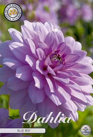 Dahlia Decorative Blue Boy - Svedberga Plantskola AB - Köp växter Online med hemleverans.